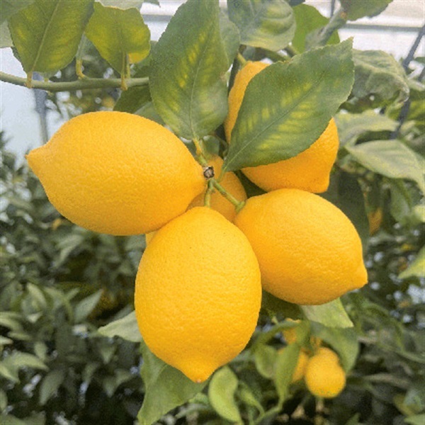 【産直】愛媛県岩城島産　越冬完熟　島レモン＜ワックス・防腐剤不使用＞