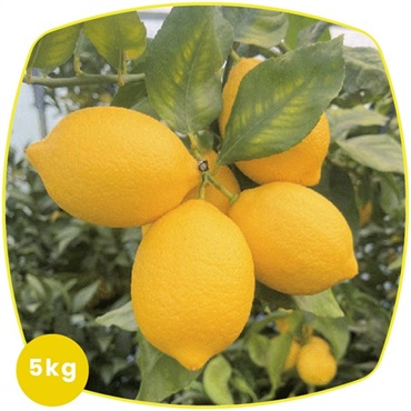 【産直】越冬完熟　島レモン5kg  の画像