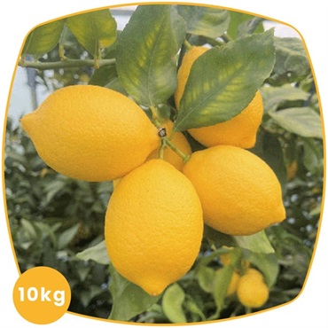 【産直】越冬完熟　島レモン10kg  の画像